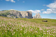 Flowers in the Dolomites