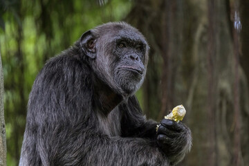 Chimpanzee eating