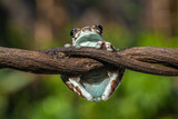 Fototapeta Zwierzęta - Amazon milk frog (Trachycephalus resinifictrix) is a large species of arboreal frog native to the Amazon Rainforest in South America
