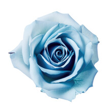 Blue Rose Flower Isolated On White