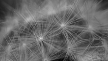 Black And White Close Up Of Dandelion