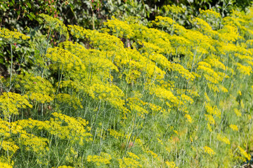 Wall Mural - Stems of blooming dill on field, close-up, selective focus