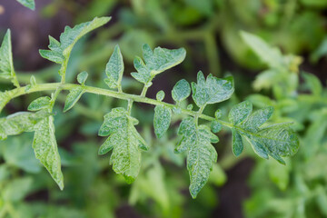 Wall Mural - Leaf of the tomato on field on a blurred background