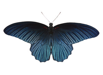 Wall Mural - Black butterfly