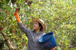 Asian woman gardener works at cashew garden, holds basket of cashew fruits. Economic crop in Thailand. Summer fruit. Ready to be harvested. Concept : happy farmer. Agriculture lifestyle.   