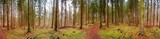 Fototapeta Dmuchawce - Panoramic view over a magical pinewood, pine forest with ancient aged trees covered with moss and mossed forest bed, Germany, at warm sunset Spring evening
