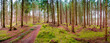 Panoramic view over a magical pinewood, pine forest with ancient aged trees covered with moss and mossed forest bed, Germany, at warm sunset Spring evening