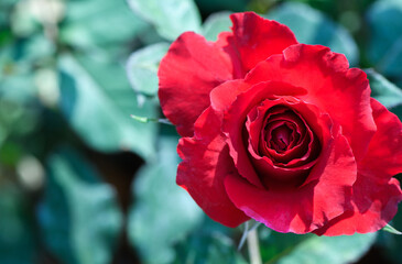 Wall Mural - Top view of red rose in garden, flower background and valentines