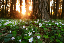 Wood Sorrels Oxalis Acetosella Flowers Blooming In Forest, Spring Seasonal Forest Sunny Landscape. White Shamrock Oxalis Acetosella - Health Medicinal Plant With Anti-inflammatory, Digestive.