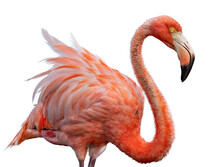Flamingo Png Portrait