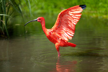 Scarlet Ibis Bird Stretching His Wings Standing In The Water Pond 