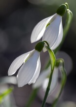Near View Of Two Blossoms Of A Snowdrop In The Riparian  Forest Of Tulln At The River Danube In Spring,  Austria