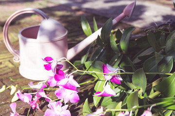 Wall Mural - pink watering can and orchids close-up in the garden