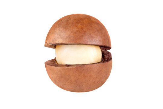 Cracked macadamia nut isolated on a transparent background.