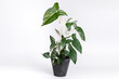 Syngonium Albo variegated plant in black ceramic pot on isolated white background. White Variegation leaf. Syngonium Albo Variegata.