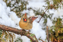 Female Cardinal In A Snowy Tree
