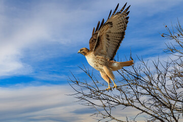 a red-tailed hawk just taking flight from a tree