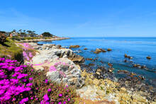 Monterey Bay, California With Flowers And Rocky Shoreline, USA