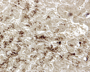 Wall Mural - Liver. Hepatocyte. Lipid droplets. Tissue fixed in osmium tetroxide