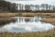 new nature in water basins with reed beds made for temporarily high water periods in the river Oude IJssel 