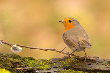 Rudzik, rudzik zwyczajny, raszka (Erithacus rubecula)