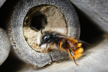 Wall Mural - Closeup on a black and orange fluffy male, European orchard mason solitary bee, Osmia cornuta