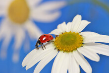 Ladybug Leisurely Runs On A Field Flower Named Daisy. 
Chamomile Looks Beautiful On Both Blue And Green Background, And Ladybug Complements The Picture Well.
