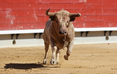 Wall Mural - bull in the bullring in spain