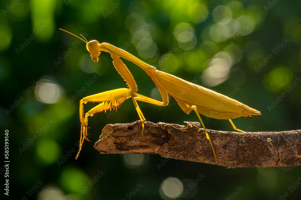 Hierodula membranacea is a large praying mantis, sharing its common ...