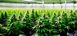 Advanced grow facility specializing in indoor hemp cultivation for the production of premium medicinal cannabis Generative AI Photo