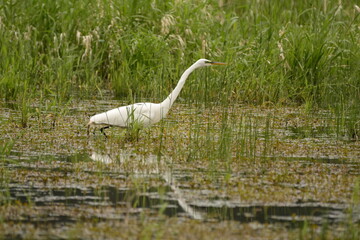 great egret looking for food