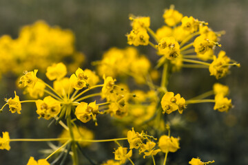  Small yellow flowers blossoming in the spring. Background