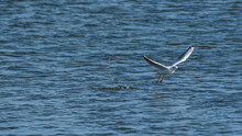 Gull Lift Off From A Lake Surface