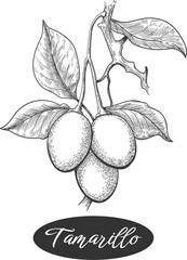 Wall Mural - tamarillo branch engraving