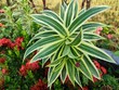 Dracaena reflexa is an ornamental plant, a type of suji plant originating from the Indian Ocean ( Mozambique , Madagascar , and Mauritius )