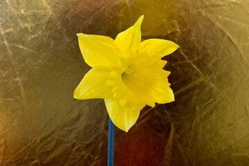 Wall Mural - Golden Daffodil 01