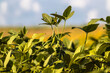 © AlfRibeiro - Rural landscape with fresh soy field. Soybean field, in Brazil.