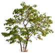 © Piyapa - real tree on the transparent background has removed the original background