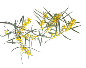 Wall Mural - Close up of Acacia saligna