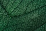 Fototapeta Łazienka - green leaf texture