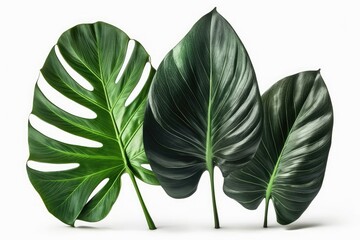 Poster - green leaves isolated on white