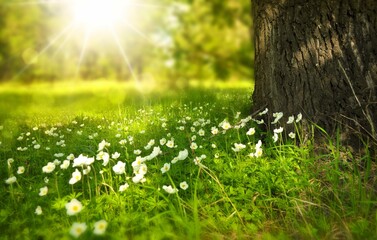 grass and sun