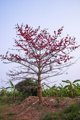 Bombax ceiba tree with red blossom flowers in the field under the blue sky