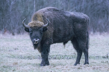 Wall Mural - European bison