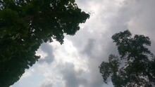 Time Lapse Of Clouds Passing Through Trees