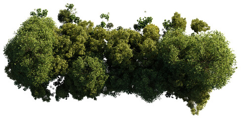 Wall Mural - forest from above, lush trees isolated on transparent background 