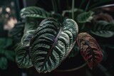 Fototapeta  - Maranta. Maranta leuconeura houseplant with exotic foliage. Home greenery. Generative AI