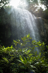 Wall Mural - waterfall in the tropical jungle, green array, ferns, palm trees, blurred background, sunlight