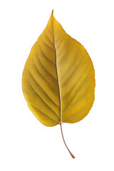 Poster - A vibrant yellow leaf floating gracefully on a clear, transparent background.Generative AI
