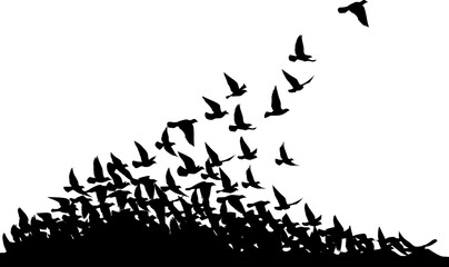 Flying birds silhouettes pattern wallpaper. PNG transparent. isolated bird flying. tattoo design. template for card, package, and wallpaper.